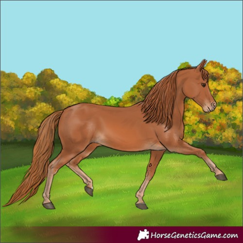 Horse Color:Chestnut 
