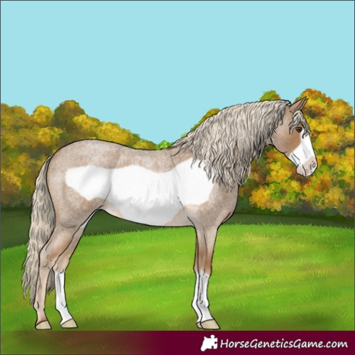 Horse Color:Chocolate Palomino Roan Frame 