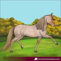 Horse Color:Red Roan 