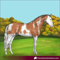 Horse Color:Silver Bay Sabino Splash