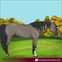 Horse Color:Grullo 