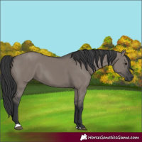 Horse Color:Grullo 