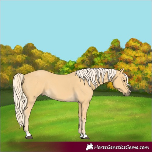 Horse Color:Palomino 