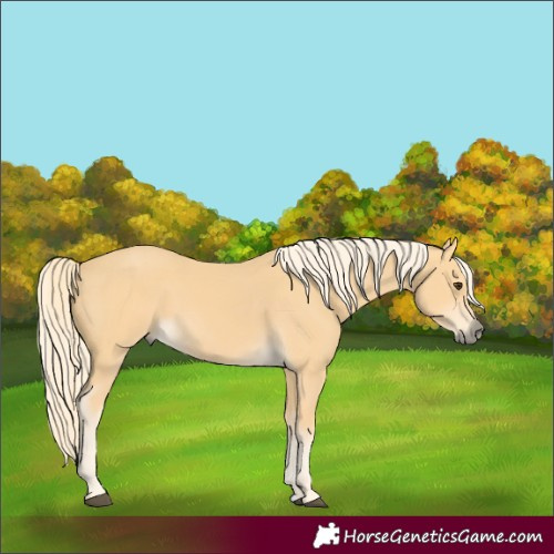 Horse Color:Palomino