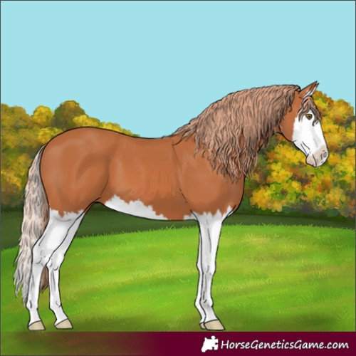 Horse Color:Chestnut Splash 