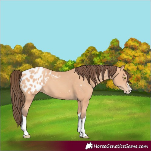 Horse Color:Amber Champagne Splash Appaloosa 