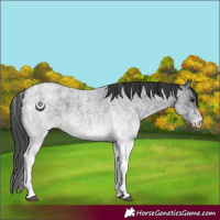 Horse Color:White Spotted Blue Roan 