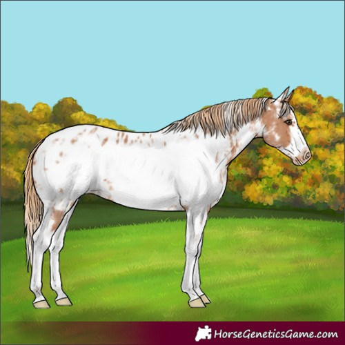 Horse Color:Chestnut Sabino Frame Appaloosa 