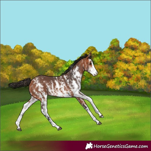 Horse Color:Bay Sabino 
