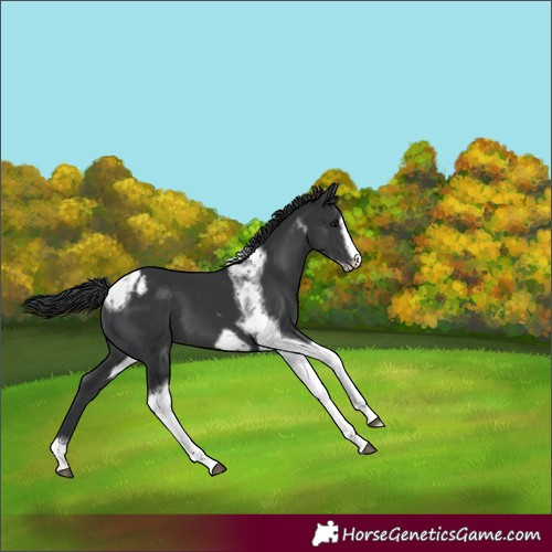 Horse Color:Black Tobiano Frame Appaloosa 