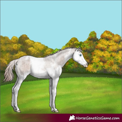 Horse Color:Liver Red Dun Sabino Splash Rabicano Brindle 