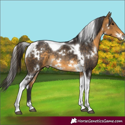 Horse Color:White Spotted Buckskin Tobiano Rabicano 