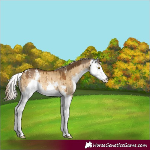 Horse Color:Chocolate Palomino Dun Sabino Splash Rabicano Brindle 