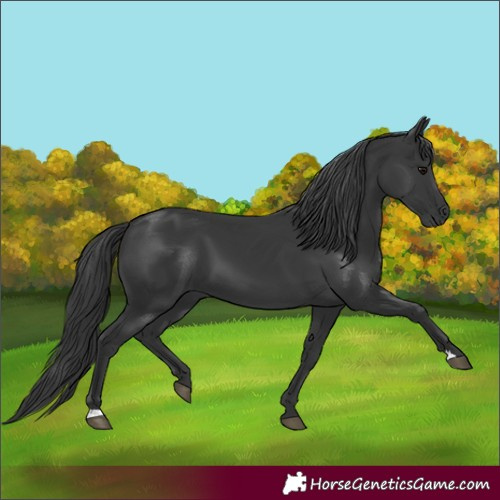 Horse Color:Black 