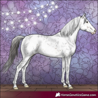 Horse Color:White Spotted Bay Sabino Appaloosa Rabicano