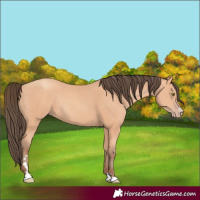 Horse Color:Amber Champagne Rabicano 