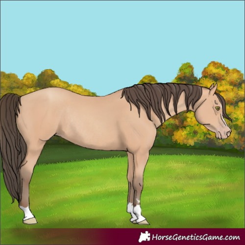 Horse Color:Amber Champagne Rabicano