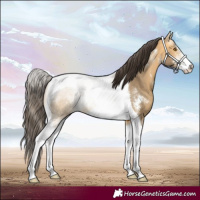 Horse Color:Buckskin Dun Sabino Tobiano