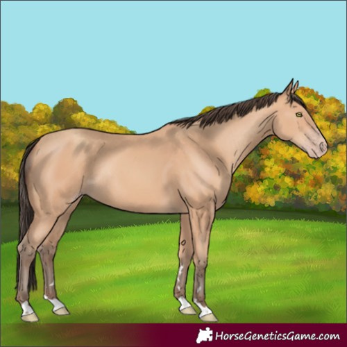 Horse Color:Amber Champagne Rabicano