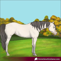 Horse Color:Amber Cream Champagne Rabicano