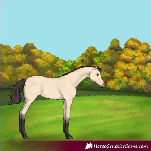 Horse Color:Buckskin Dun Rabicano 