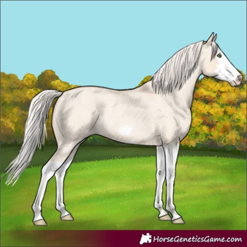 Horse Color:Silver Classic Champagne Roan Dun Splash Frame