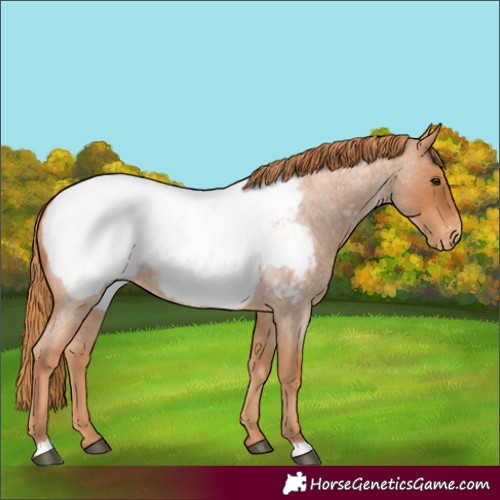 Horse Color:Red Roan Appaloosa