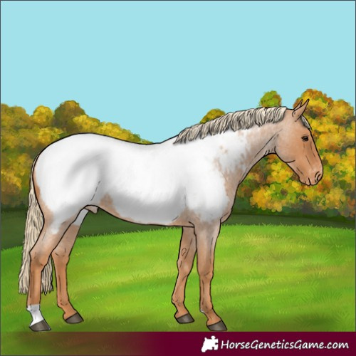Horse Color:Red Roan Appaloosa 