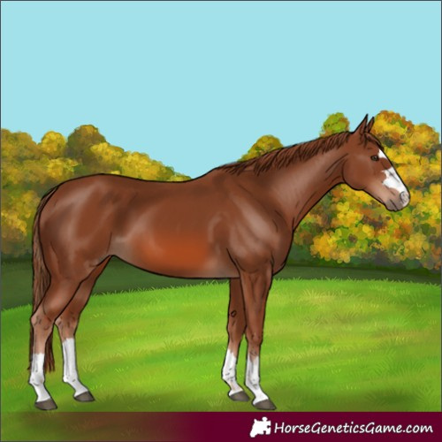Horse Color:Chestnut 