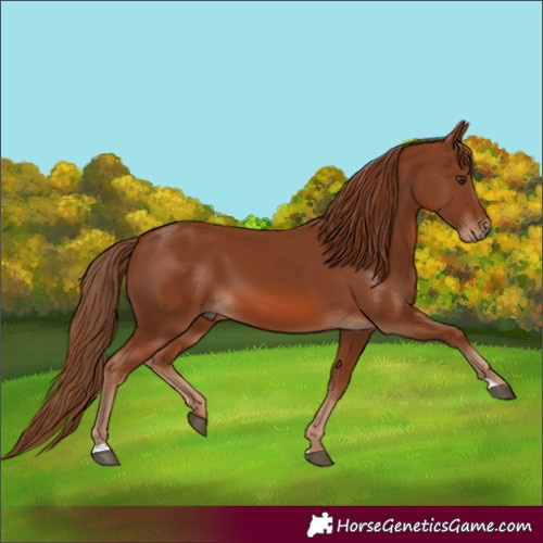 Horse Color:Chestnut 