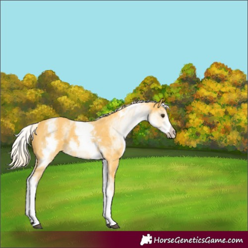 Horse Color:White Spotted Palomino
