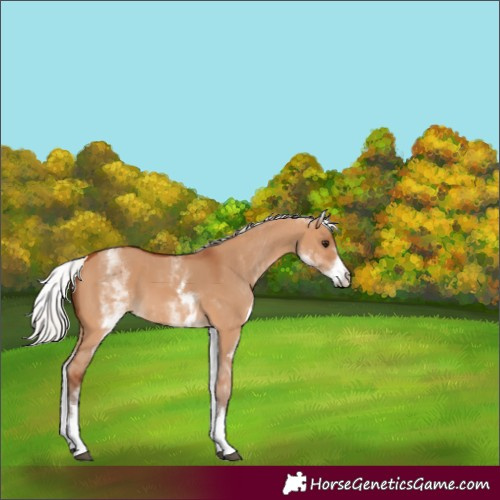 Horse Color:White Spotted Silver Bay Dun 