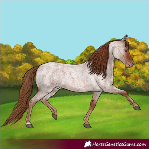 Horse Color:Red Roan 