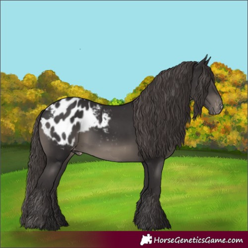 Horse Color:Smoky Black Appaloosa 