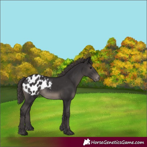 Horse Color:Smoky Black Appaloosa 
