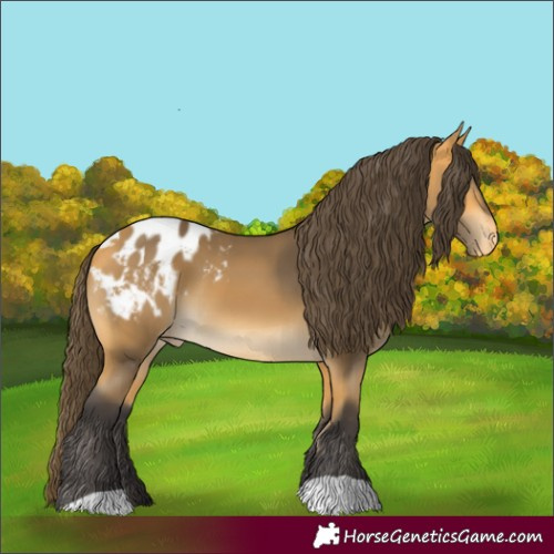 Horse Color:Buckskin Appaloosa