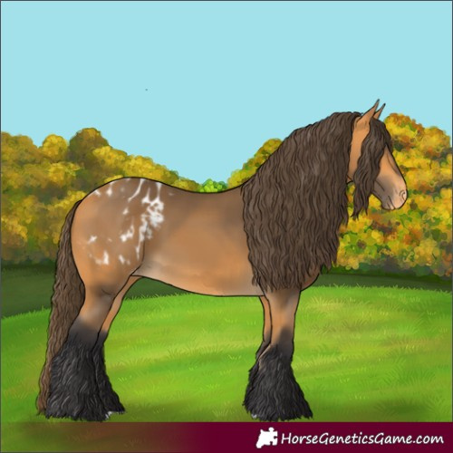 Horse Color:Buckskin Appaloosa