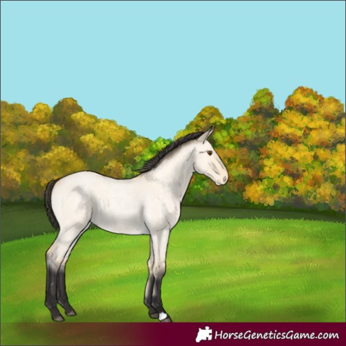 Horse Color:Buckskin Roan Dun 