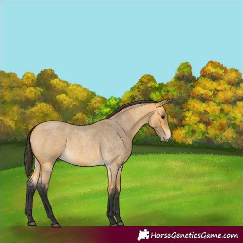 Horse Color:Buckskin Roan 