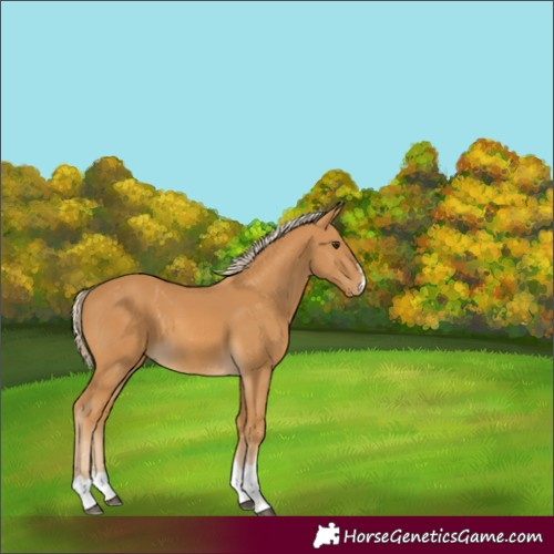 Horse Color:Palomino 