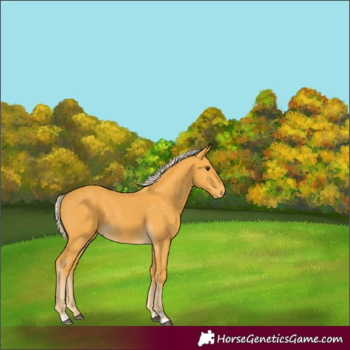 Horse Color:Palomino 