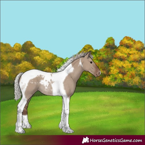 Horse Color:Silver Grullo Tobiano Skewed Appaloosa Rabicano