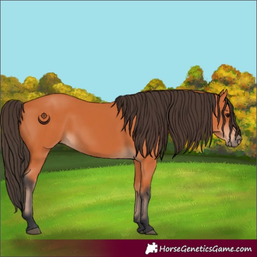 Horse Color:Bay 