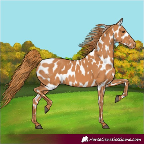 Horse Color:Chestnut Appaloosa