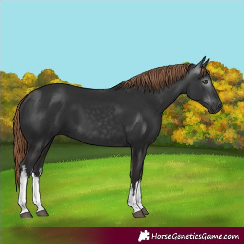 Horse Color:Unknown 