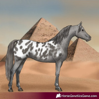Horse Color:Grullo Appaloosa 