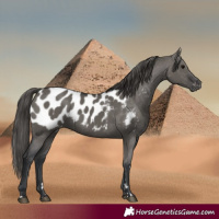 Horse Color:Grullo Blanket