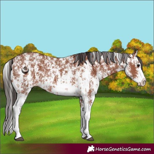 Horse Color:Bay Sabino Rabicano and Bay Sabino Splash Rabicano