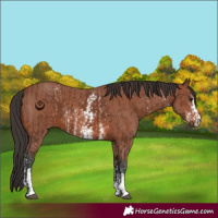 Horse Color:Brown Sabino Rabicano and Bay Sabino Rabicano