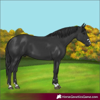 Horse Color:Black 